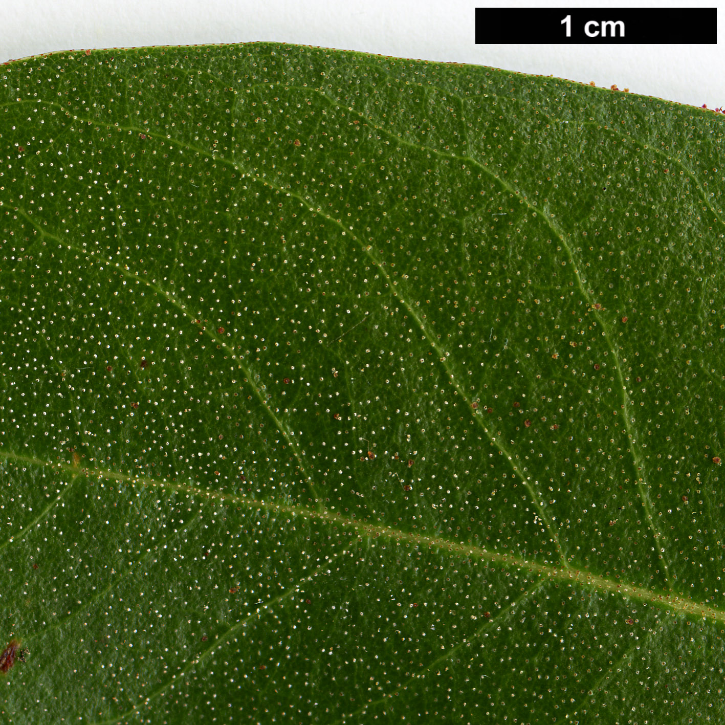 High resolution image: Family: Ericaceae - Genus: Rhododendron - Taxon: tephropeplum